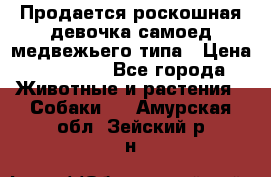 Продается роскошная девочка самоед медвежьего типа › Цена ­ 35 000 - Все города Животные и растения » Собаки   . Амурская обл.,Зейский р-н